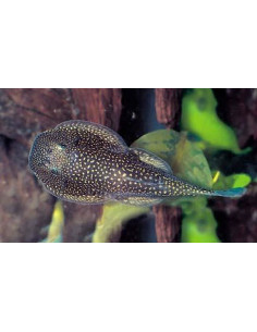 Gastromyzon punctulatus 2,5cm