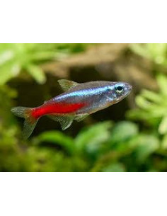 Paracheirodon innesi (Néon) 2 cm