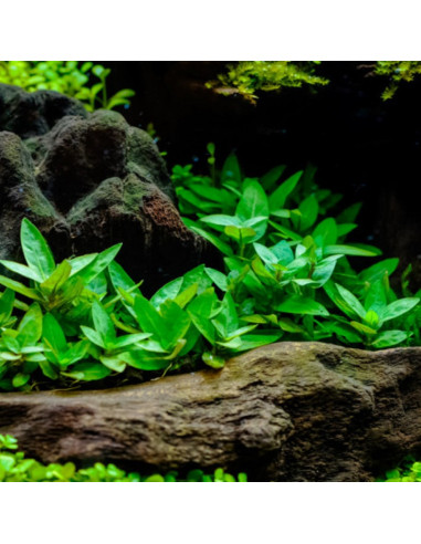 Staurogyne repens en pot