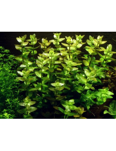 Bacopa caroliniana en pot 2
