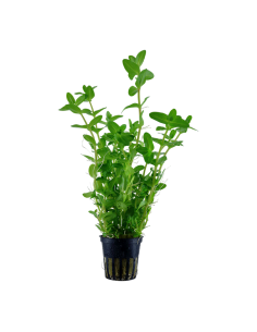 Bacopa caroliniana en pot