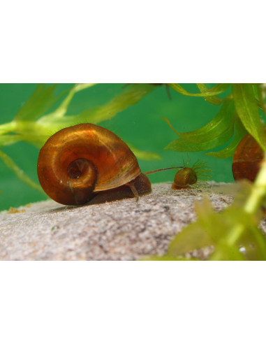 Planorbarius corneus - 1cm ELV