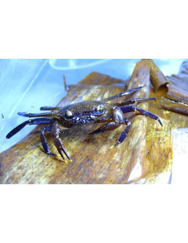 Crabe purple matano (Syntripsa Matanensis) 2cm