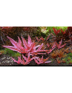 Cryptocoryne wendtii Fancy Pink in-vitro 2