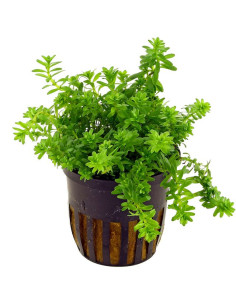 Rotala sp Nanjenshan en pot