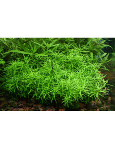 Rotala sp Nanjenshan en pot 2