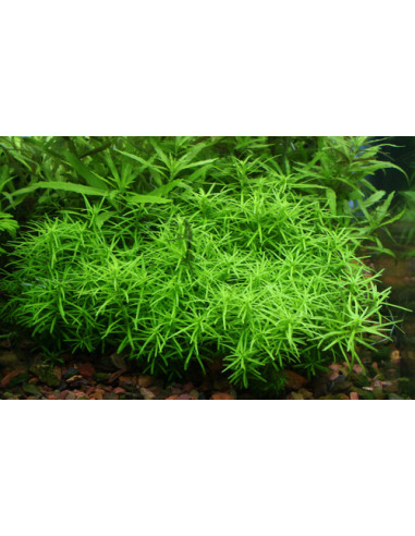 Rotala sp Nanjenshan en pot