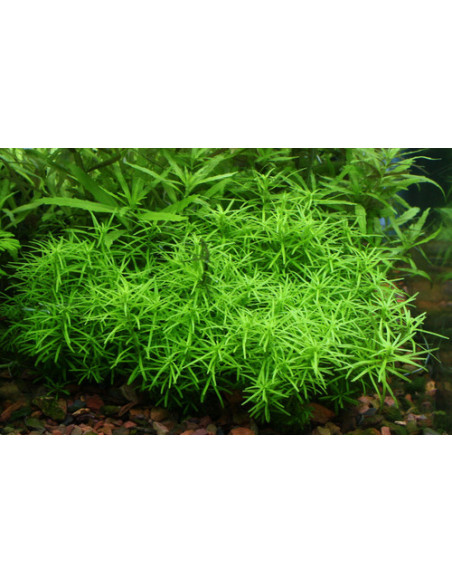 Rotala sp Nanjenshan en pot