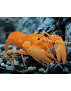 Ecrevisse Cherax holthuisi abricot 5-5,5cm