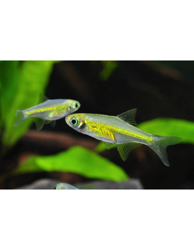 Microdevario-Rasbora Kubotai (Rasbora émeraude) 2cm