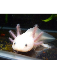 Axolotl albinos (ambystoma mexicanum) 8-11cm
