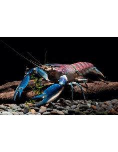 Écrevisse  Cherax Pulcher 5-5,5cm
