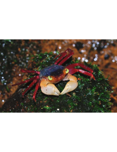 Crabe mandarine (Geosesarma notophorum) 2cm
