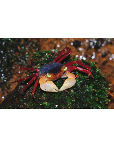 Crabe mandarine (Geosesarma notophorum) 2cm