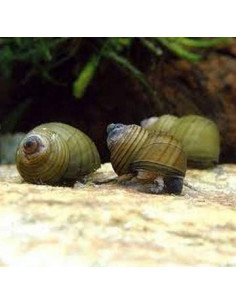 Cipangopaludina Leucythoides (Escargot) 2,5 cm ELV