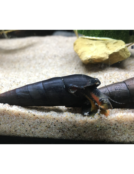 Tylomelania Towutensis (Orange Volcano) 3cm