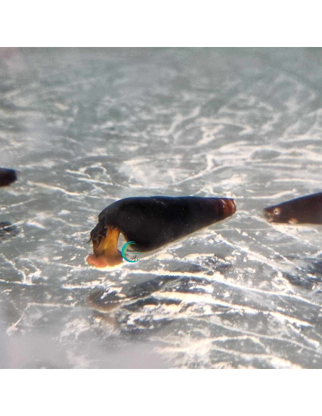 Tylomelania Towutensis (Orange Volcano) 3cm