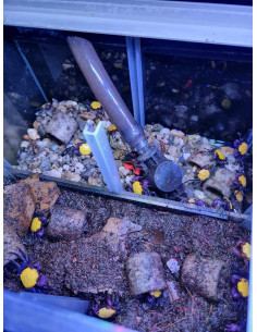 Crabe Vampire Yellow Carnaval (Geosesarma Species) 2 cm