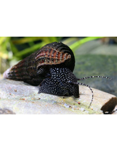Tylomelania Towutensis white spotted 3cm