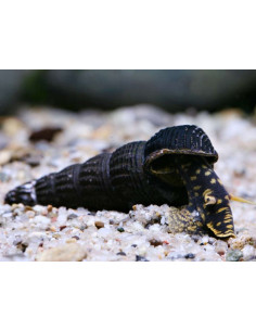 Tylomelania  Towutensis Yellow Spotted 3cm