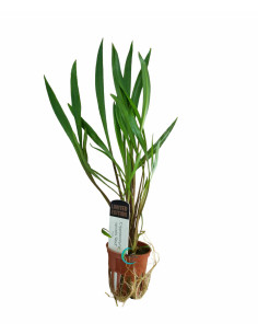 Cryptocoryne spiralis 'Red en pot