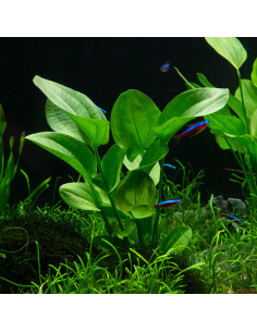 Echinodorus Cordifolius Mini 2