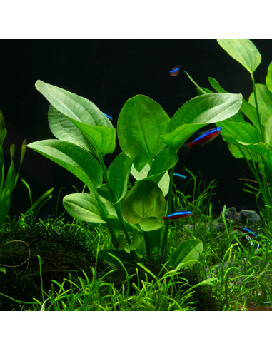 Echinodorus Cordifolius Mini