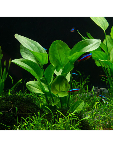 Echinodorus Cordifolius Mini