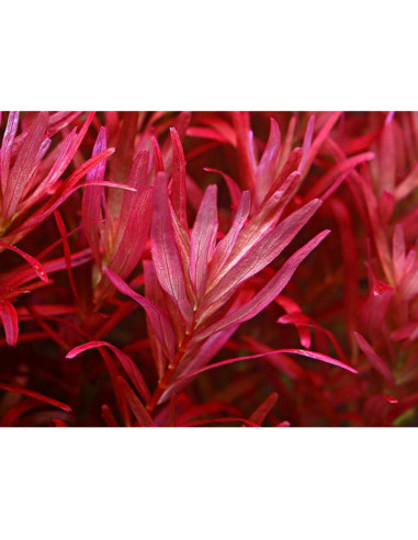 Rotala rotundifolia 'Blood Red' - Invitro