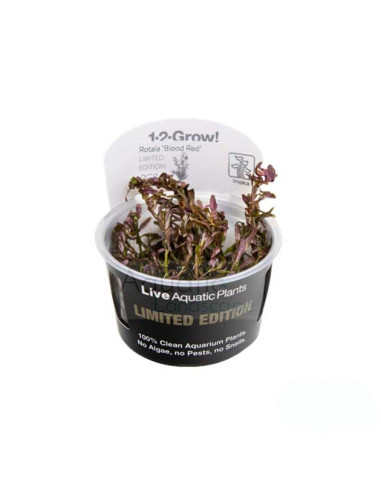 Rotala rotundifolia Blood Red In Vitro - Limited Edition