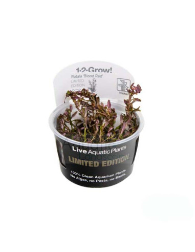 Rotala rotundifolia Blood Red - Invitro