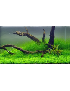 Eleocharis acicularis en pot 2