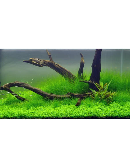 Eleocharis acicularis en pot