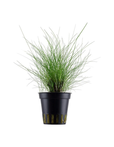 Eleocharis acicularis en pot