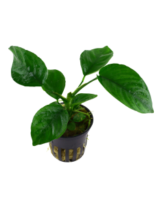 Anubias barteri caladiifolia en pot