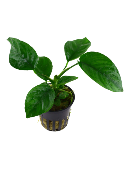 Anubias barteri caladiifolia en pot