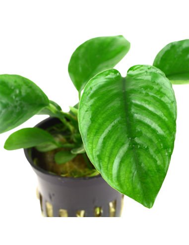 Anubias barteri caladiifolia en pot