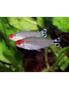 Hemigrammus Rhodostomus 3,5 cm