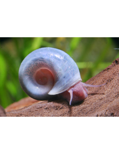 Planorbarius corneus Bleu (Escargot) 0,5 cm ELV