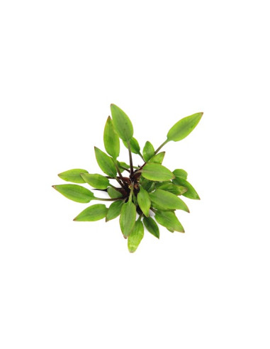 Cryptocoryne lutea 'Hobbit' en pot