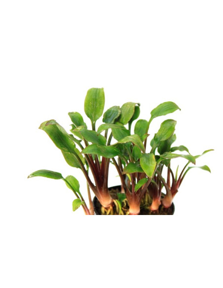 Cryptocoryne lutea 'Hobbit' en pot