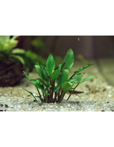 Cryptocoryne lutea 'Hobbit' en pot