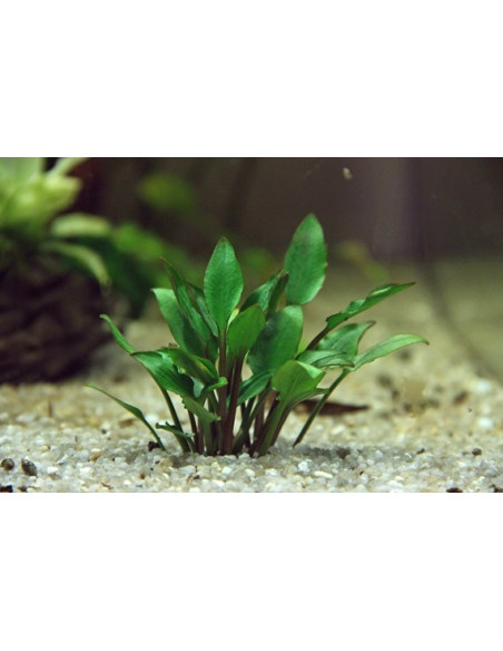Cryptocoryne lutea 'Hobbit' en pot