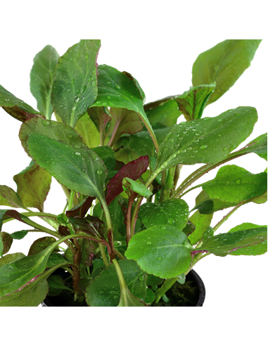 Lobelia cardinalis en pot