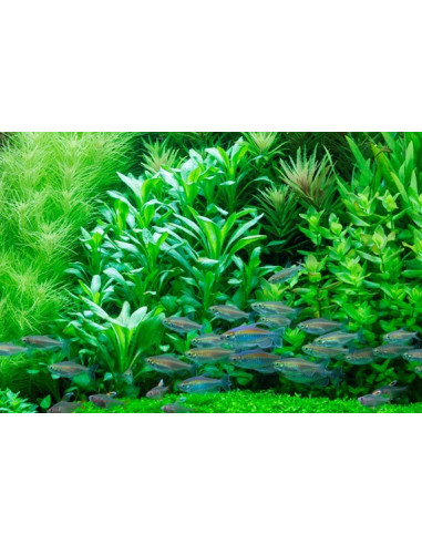 Lobelia cardinalis en pot