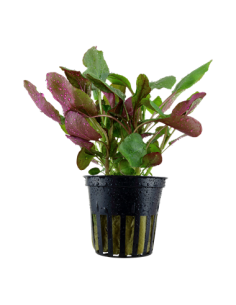 Lobelia cardinalis en pot