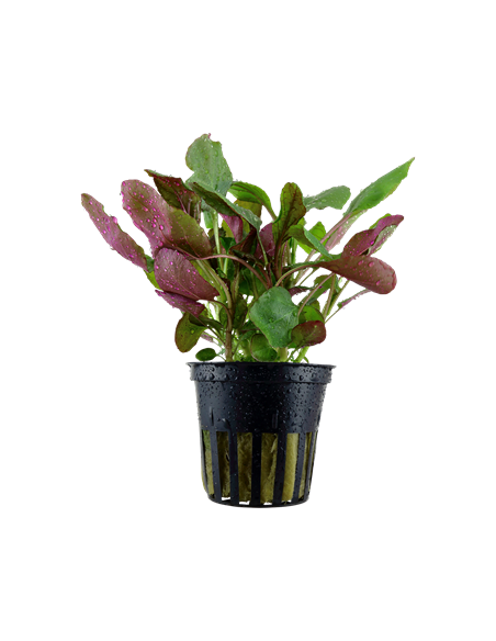 Lobelia cardinalis en pot