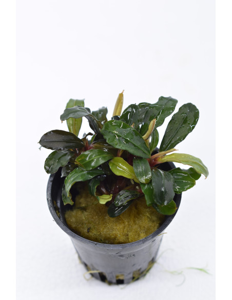 Bucephalandra 'Lamandau Mini Red' en pot
