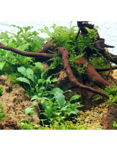 Schismatoglottis Prietoi en pot 2