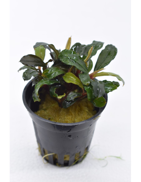 Bucephalandra 'Lamandau Mini Red' en pot
